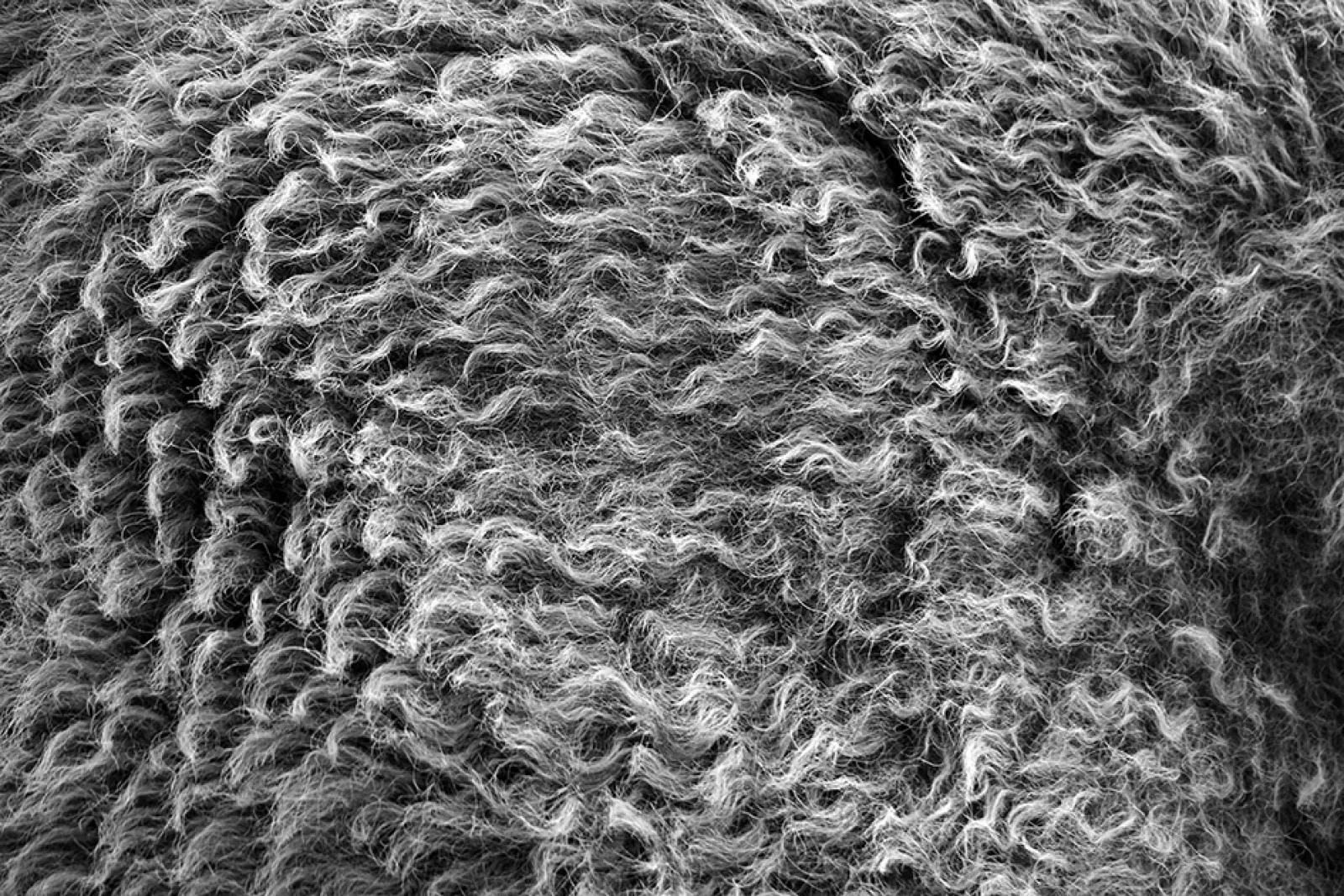 Buffalo hide 72dpi BW