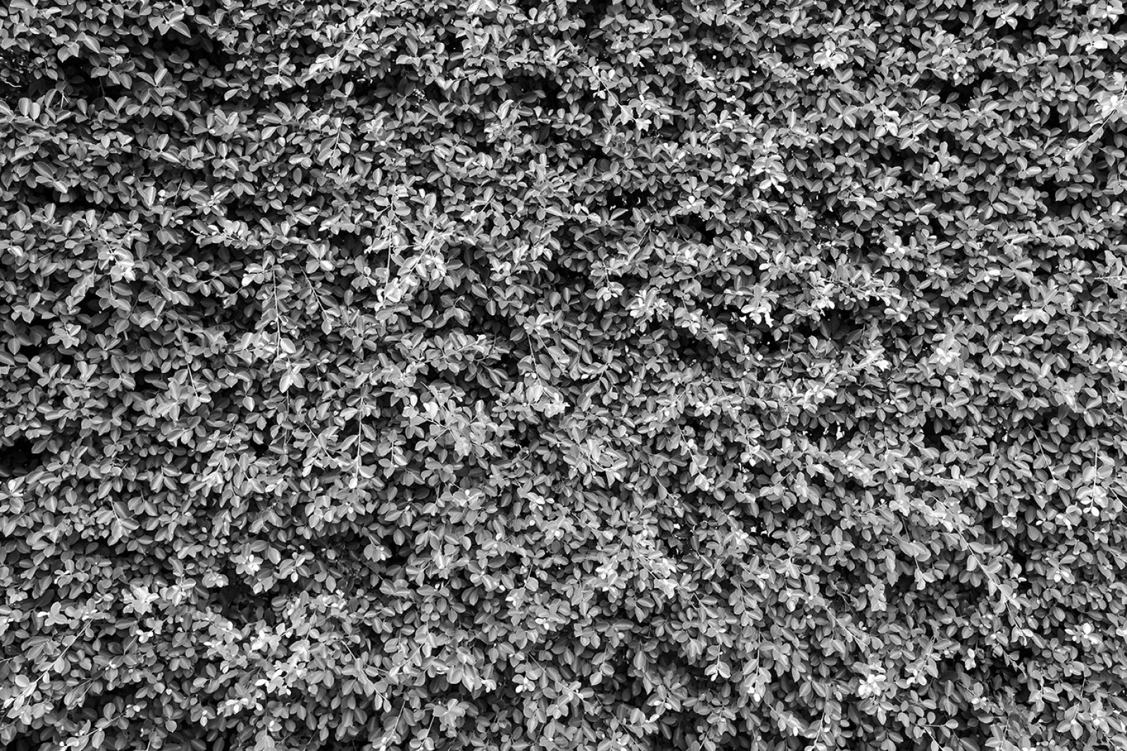 Leaves 72dpi BW