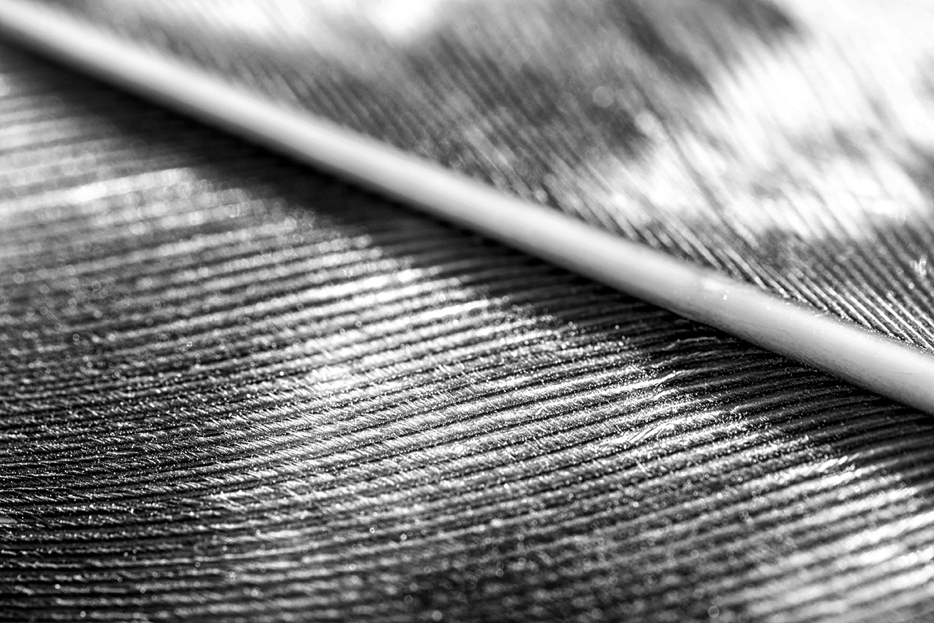 Feather 72dpi BW
