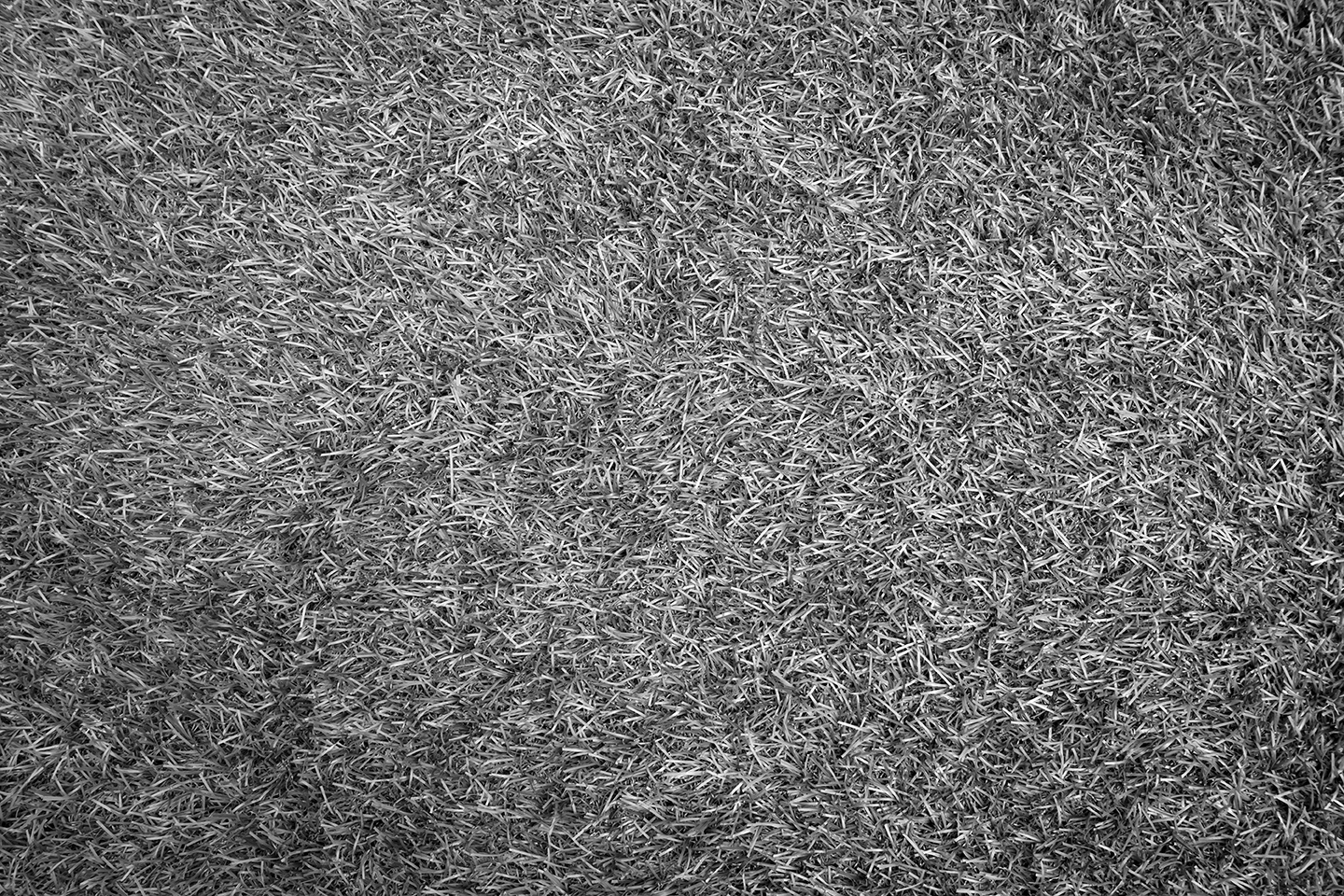 Grass 72dpi BW