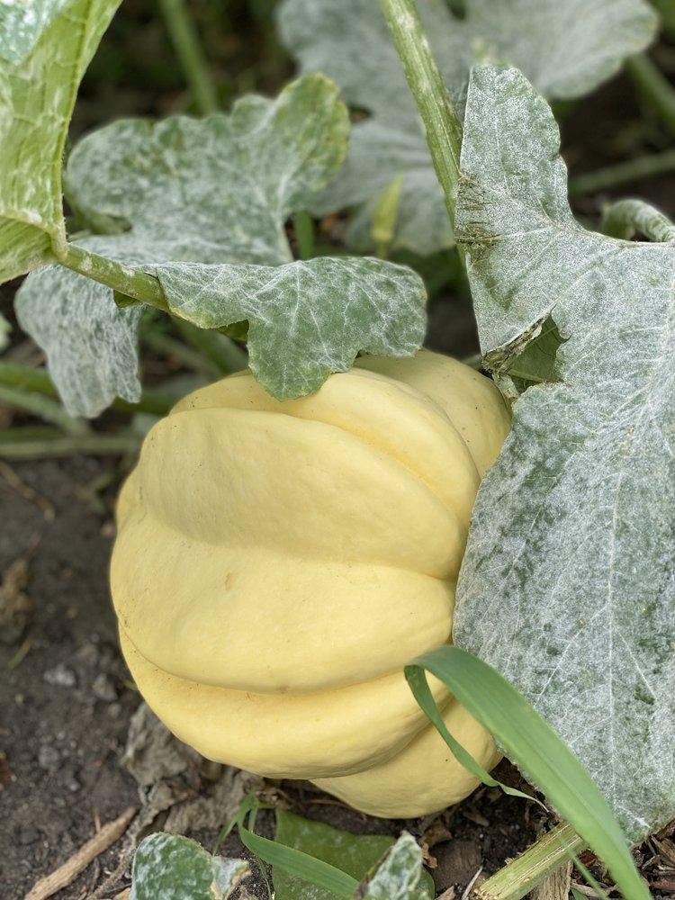 squash plant